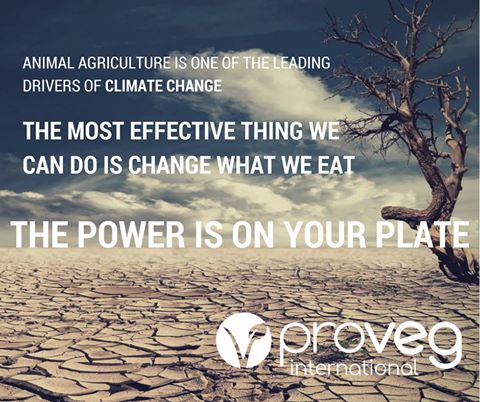 proveg power is on your plate